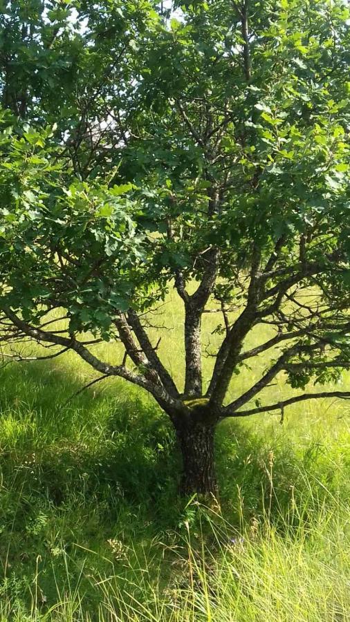 Kuca Za Odmor Kalina Villa Mokra Gora Exteriör bild